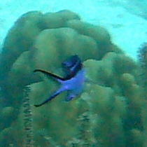 Azurina cyanea