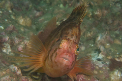 Cirrhitichthys aureus