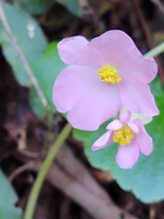Begonia uniflora