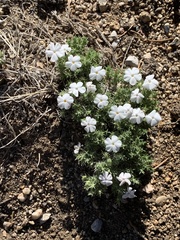 Phlox condensata