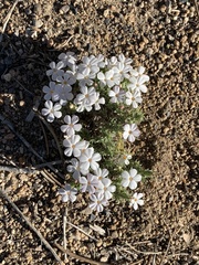 Phlox condensata
