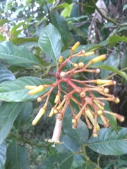 Palicourea croceoides