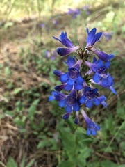 Penstemon wilcoxii