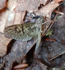 Ephemera guttulata