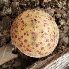 Atrusca quercuscentricola