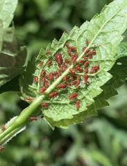 Uroleucon obscuricaudatum