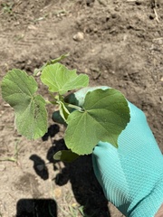 Abutilon theophrasti