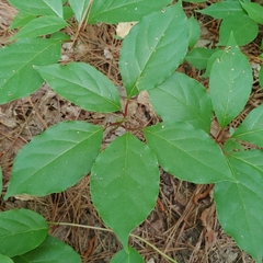 Schisandra glabra