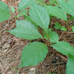 Schisandra glabra