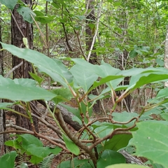Schisandra glabra