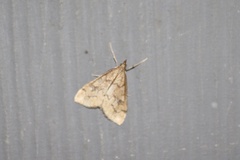 Udea profundalis