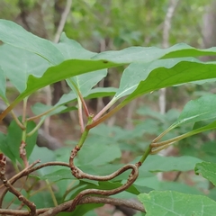 Schisandra glabra