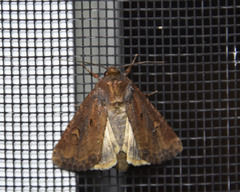 Ochropleura implecta
