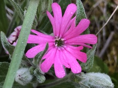 Silene hookeri