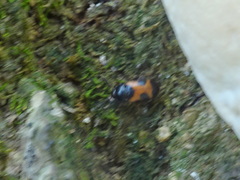 Mycetophagus punctatus