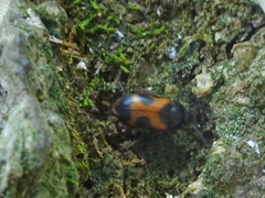 Mycetophagus punctatus