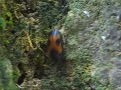 Mycetophagus punctatus