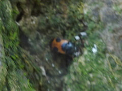 Mycetophagus punctatus