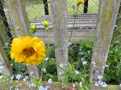 Geum quellyon