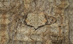 Araeopteron epiphracta