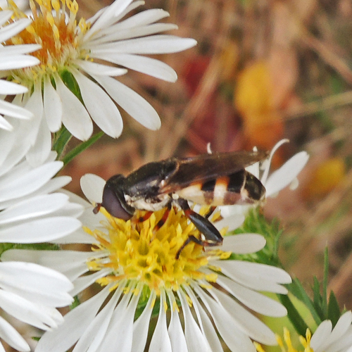 Tropidia albistylum
