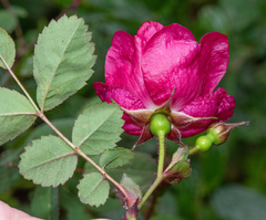 Rosa pinetorum
