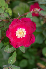 Rosa pinetorum