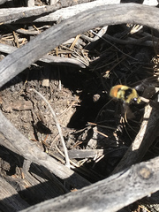 Bombus bifarius