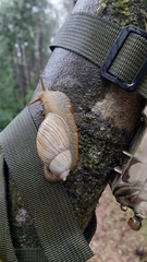 Plectostylus araucanus