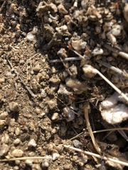 Myrmecocystus