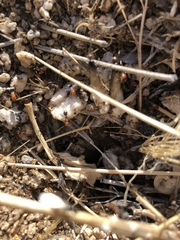 Myrmecocystus