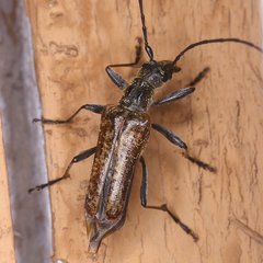 Anthophylax attenuatus