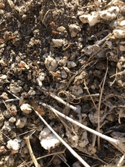 Myrmecocystus