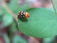 Cryptocephalus perelegans