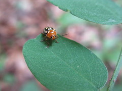Cryptocephalus perelegans