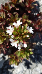 Epilobium pycnostachyum