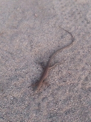 Aspidoscelis sonorae