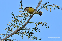 Coereba flaveola caboti