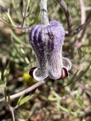 Clematis hirsutissima