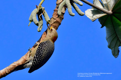 Melanerpes pygmaeus