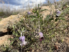 Clematis hirsutissima