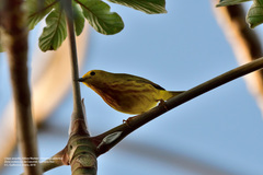 Setophaga petechia rufivertex