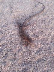 Aspidoscelis sonorae