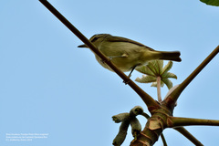 Vireo magister
