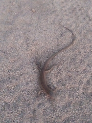 Aspidoscelis sonorae