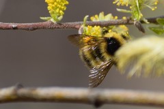Bombus frigidus