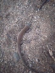 Aspidoscelis sonorae