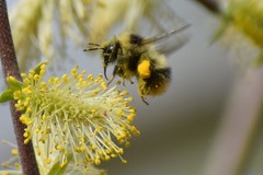 Bombus frigidus