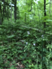 Poa saltuensis