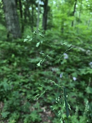 Poa saltuensis